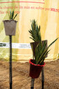 Flax in the city material composites using european linen and hemp fibers with their renewable and agricultural origins are Royalty Free Stock Photo