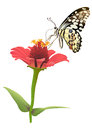 Flower and butterfly vector eps file simple gradients transparencies no effects no mesh all in separate group for easy editing Stock Photography