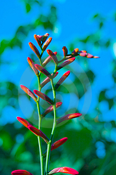 Flower Free Stock Images