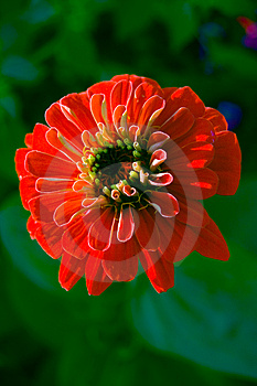 Flower Vinous Free Stock Photo