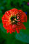 Flower vinous