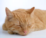 Ginger cat Stock Photo
