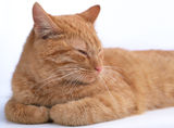 Ginger cat Stock Images