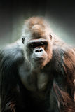 Gorilla Portrait Stock Photo