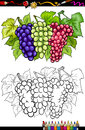 Grapes fruits illustration for coloring book or page cartoon of three bunches of white and red and black or blue or grapevine Stock Photography