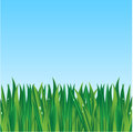 Green grass on a background blue sky Stock Photo
