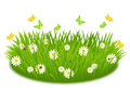 Green grass with daisies butterfly and ladybugs Stock Photo