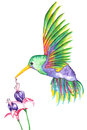 Hummingbird and fuchsia flowers watercolor in flight with bright green yellow pink purple blue wings flying over Royalty Free Stock Image