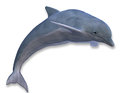 Illustration of a jumping dolphin d rendering Stock Image