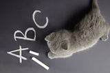 Kitten learn letters Royalty Free Stock Photography
