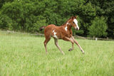 Nice Paint horse filly running on pasturage Stock Photo