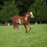 Nice Paint horse filly running on pasturage Royalty Free Stock Images