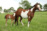 Nice Paint horse mare with filly Stock Image