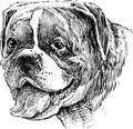 Portrait of dog vector drawing a a purebred Stock Photo