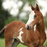Portrait of nice Paint horse filly with blue eye Stock Photography