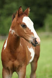 Portrait of nice Paint horse filly Royalty Free Stock Photography