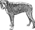 Purebred dog vector image of a big Royalty Free Stock Photos