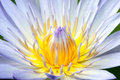 Purple lotus a blooming flower of color Royalty Free Stock Photos