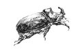 Rhinoceros beetle graphic illustration sketch black and white of a with a horn Stock Image
