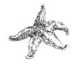 Sea starfish graphic illustration sketch black and white of a star Royalty Free Stock Photo