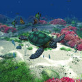 Sea turtle a swims through the ocean a wounderful undersea scene with tropic fishes corals anemone sponge and more Stock Image