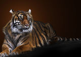 Tiger portrait Stock Photos