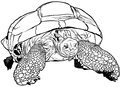 Turtle aldabra tortoise outlined illustration vector Stock Photo