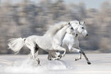 Two white horses in winter run gallop Stock Images