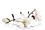 White magnolia flowers Royalty Free Stock Photo