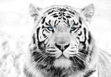 White tiger Stock Images